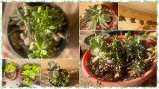 Intro to my plants   succulents   love for plant [upl. by Annaid]