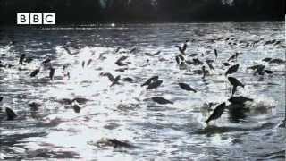 Thousands of fish leap out of water at same time  Slow Mo [upl. by Viveca]