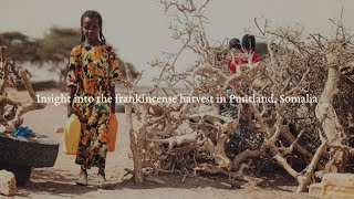 Sustainable Frankincense Harvest in PuntlandSomalia [upl. by Torr118]