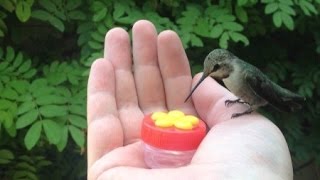 HUMMINGBIRD HAND FEEDING [upl. by Cherice]