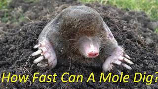 How fast can a mole dig [upl. by Oliana]