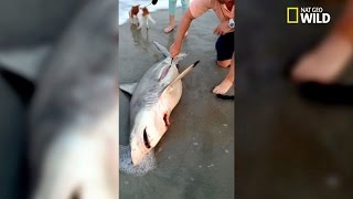 Lincroyable sauvetage de trois bébés requins [upl. by Pugh]