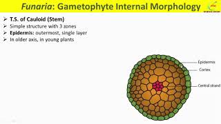Funaria ThallusFunaria Gametophyte MorphologyTS of PhylloidTS Cauloid of FunariaOccurence [upl. by Island]