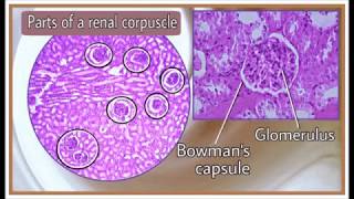 Kidney II Histology [upl. by Nwhas597]