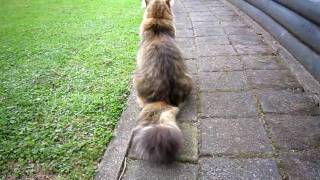 The fluffiest tail youve ever seen on a cat [upl. by Aileon]