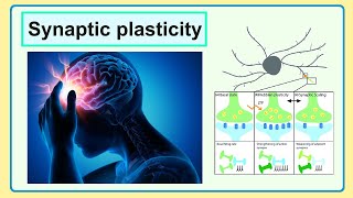 synaptic plasticity [upl. by Selim437]