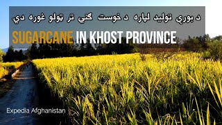 خوست کې د ګنیو حاصلات Sugarcane in Khost Afghanistan [upl. by Cis76]