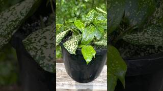 HOW TO REPOT A POLKA DOT PLANT [upl. by Ahcsat815]