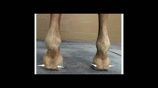 Navicular disease in horses🐎 [upl. by Annaid]