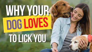 4 Reasons Your Dog Loves To Lick You [upl. by Thorstein985]