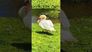 Swan 🦢 🦢 relaxing in the Tredegar park Newport 🏴󠁧󠁢󠁷󠁬󠁳󠁿 🇬🇧 [upl. by Esac]