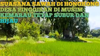 SUASANA SAWAH DI HONGKONG DESA PINGGIRAN DI MUSIM KEMARAU TETAP SUBUR DAN HIJAU [upl. by Nnyroc]