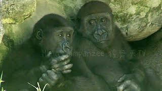 Unexpected Silence The Adorable Gorilla Brothers Melt Your Heart突然安靜的兩兄弟，可愛到融化你的心 [upl. by Marola]