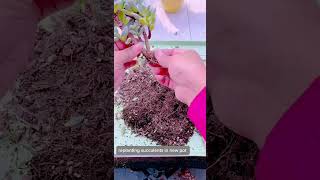 Replant succulents in new pot succulent houseplant indoorplants nature garden [upl. by Carolle]