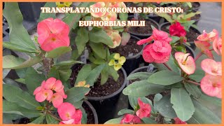 TRANSPLATANDO CORONAS DE CRISTO EUPHORBIAS MILII [upl. by Yraht626]