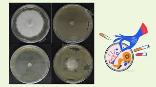 Evaluación de consorcio bacteriano contra Fusarium oxysporum f sp lycoperisici [upl. by Gausman]