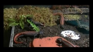 New Vivarium and Additions Tiannan Crocodile Newts [upl. by Kearney]