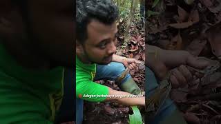 PANJI PETUALANG DILILIT ULAR PYTHON DI HUTAN KALIMANTAN [upl. by Bushore968]