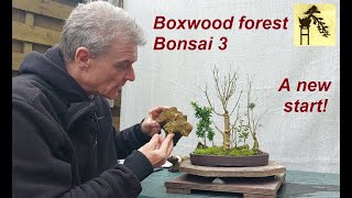 Boxwood forest Bonsai 3 [upl. by Farrica]