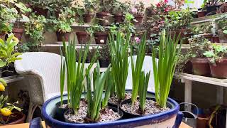 How to grow Paperwhite NarcissusWhat do you do with paperwhite bulbs after they bloom indoors [upl. by Arakat260]