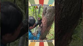 Paan Making Fact Video  kannada facts karnataka amazing youtubeshorts trendingshorts [upl. by Eiral]