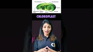 Cell Organelles  biology sscje rrbje rrb neet physics [upl. by Malissia]