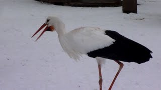 Les cigognes claquent du bec dans la neige  Storks are cold  Alsace Hiver 2013 [upl. by Nerrej24]