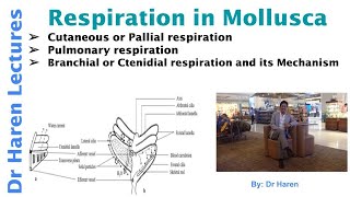 Respiration in Mollusca [upl. by Aicad]