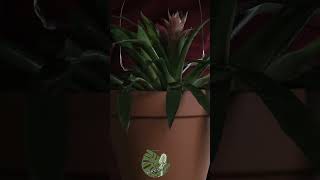 Soothing Touches on Guzmania Lingulata  ASMR Plant Relaxation asmr guzmania plantcare [upl. by Atiuqer]