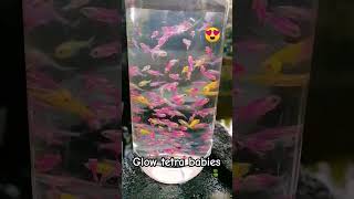 Glow tetra babes😍 subscribe tetrafish baby babygirl shorts subscribemychannel [upl. by Nyleek560]