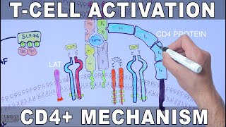 T cell maturation activation and differentiation in Hindi [upl. by Welbie]