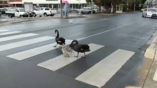 LawAbiding Family of Swans Cross Road at Pedestrian Crossing [upl. by Ailhat]