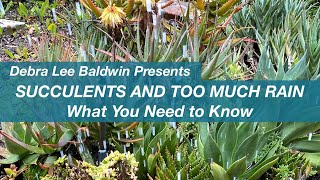 Succulents and Too Much Rain What You Need to Know [upl. by Arvy]