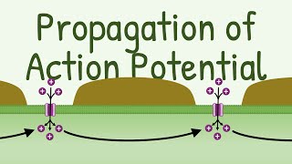 Propagation of Action Potential [upl. by Kolva]