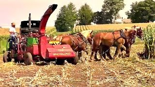 Amish Farmer with 8 Horse Hitch Chopping Silage [upl. by Anaiviv360]