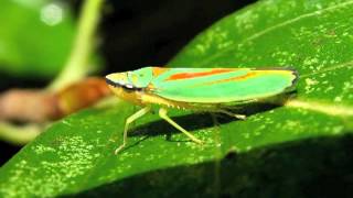 Rhododendron Leafhoppers jassids [upl. by Stefanac418]