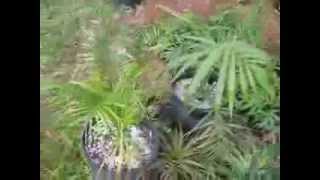 Dypsis video 4 [upl. by Romano253]