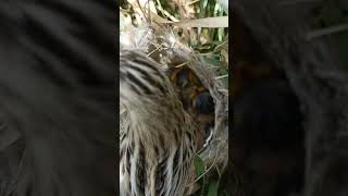 Zitting cisticola bird babies P 6 viralvideo shortvideo trendingvideo [upl. by Hsak]