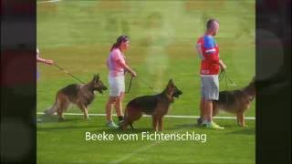 BEEKE vom Fichtenschlag [upl. by Greeson]