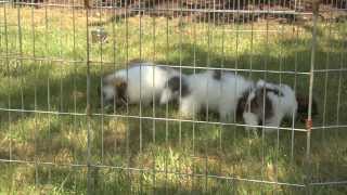 Saving the Coton de Tulear  Senior Living [upl. by Sarina]