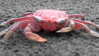 Dynamite Hack quotMy Gunquot music video quotCrab Cakesquot featuring Beaumont [upl. by Macfadyn]