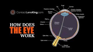 Eye Anatomy Parts of the Eye [upl. by Nuawed]