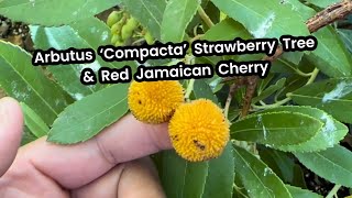 Arbutus unedo ‘Compacta’ Dwarf Strawberry Tree vs Red Jamaican Cherry Muntingia Calabura [upl. by Ynatsed747]