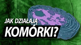 Komórka jak ogromna fabryka [upl. by Daenis]