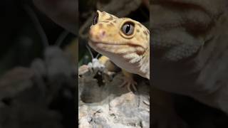 Proof Leopard Geckos Are The Smartest Reptiles [upl. by Letch]