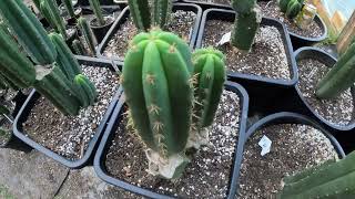 Eastern Star Cactus full greenhouse tour spring 2024 [upl. by Acissaj]