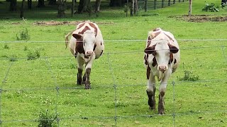 confident and friendly cows on a farm  walk towards my camera [upl. by Pacien]