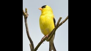 American Goldfinch singing in spring [upl. by Simonette]