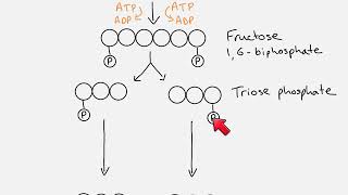 A2 Glycolysis [upl. by Etaner]