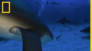 Un requin bordé croise la route dun requin bouledogue [upl. by Frodi]